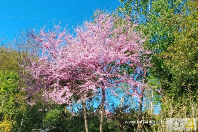 Działka budowlana Rozdziele. Zdjęcie 5