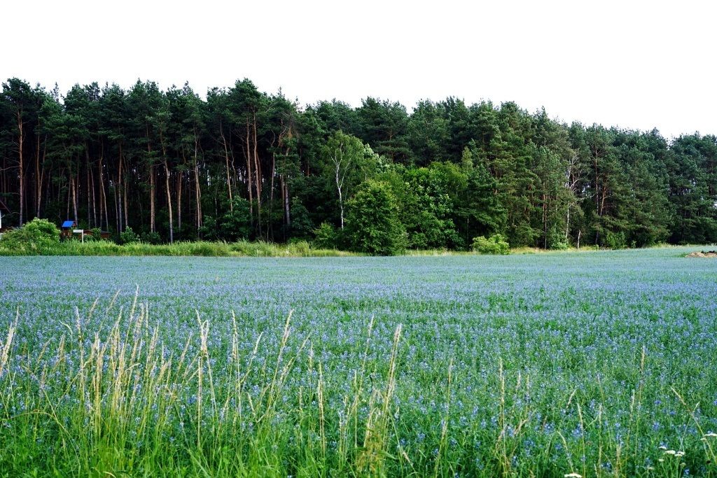 Działka rolna Borówiec