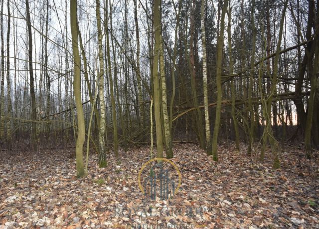 Działka leśna Jawidz. Zdjęcie 3