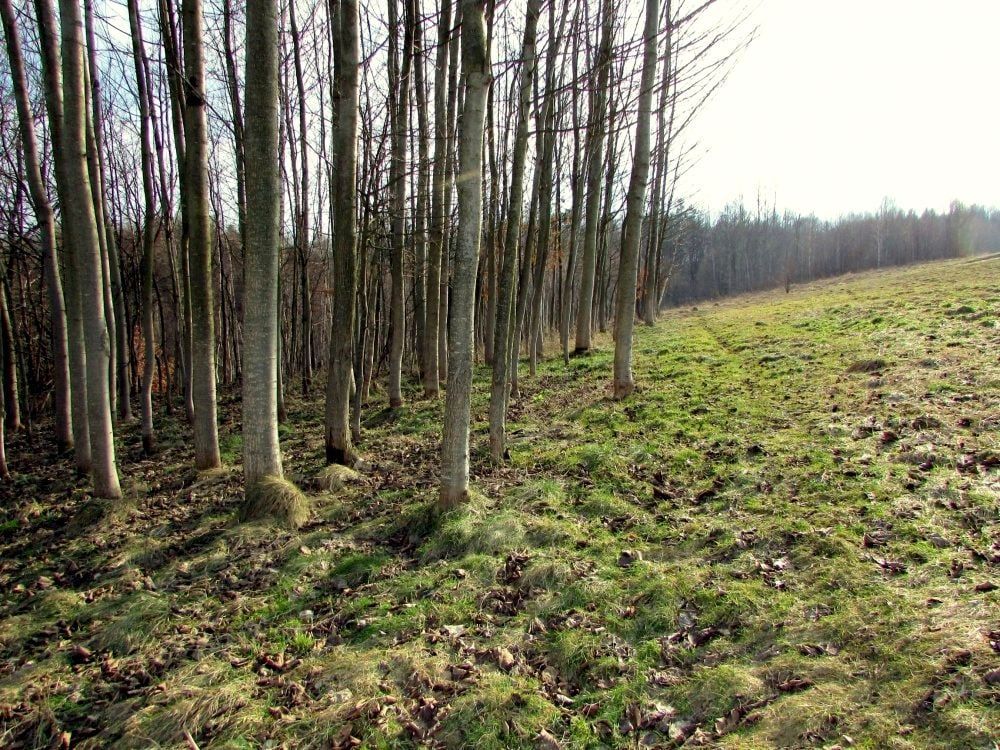 gospodarstwo, 2 pokoje Laskówka. Zdjęcie 6