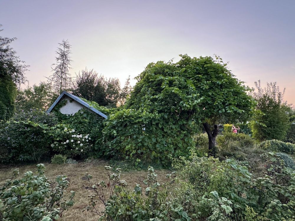 Działka rod Zduńska Wola. Zdjęcie 6