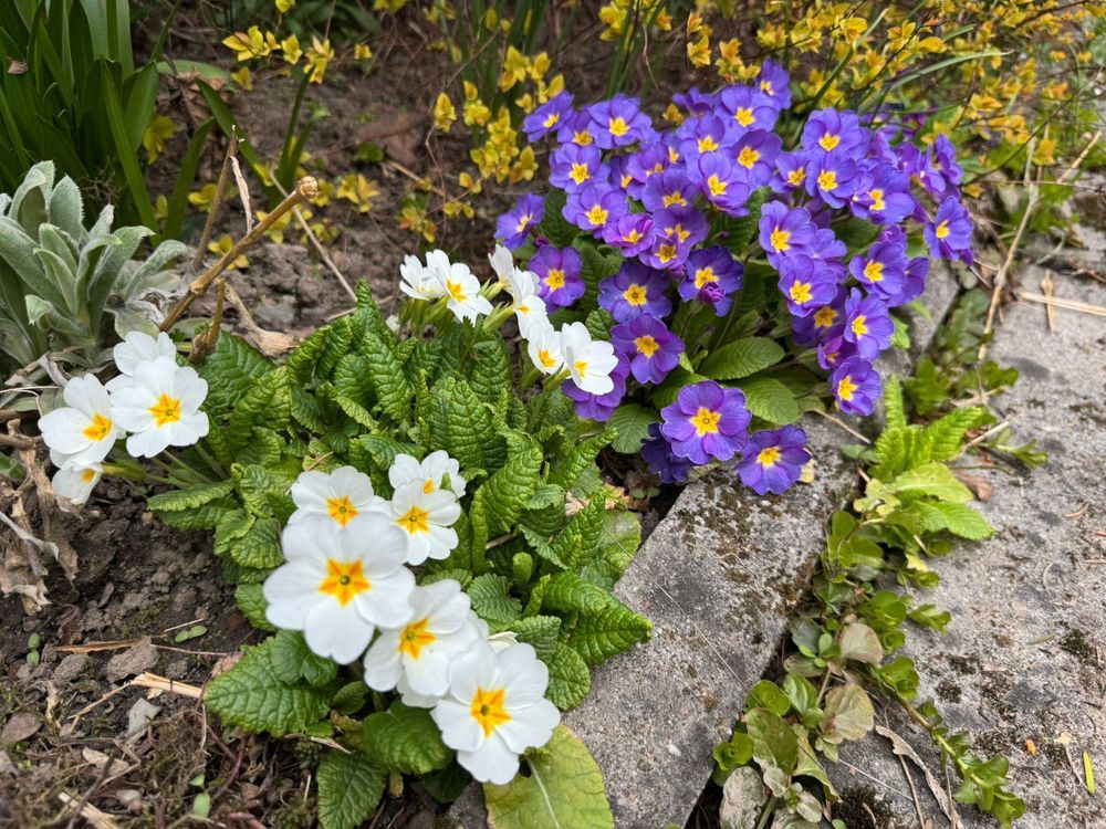 Działka rod Kraków Zwierzyniec, ul. Księcia Józefa. Zdjęcie 2