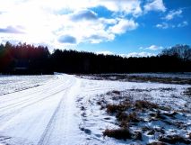 Działka leśna Wielęcin. Zdjęcie 1