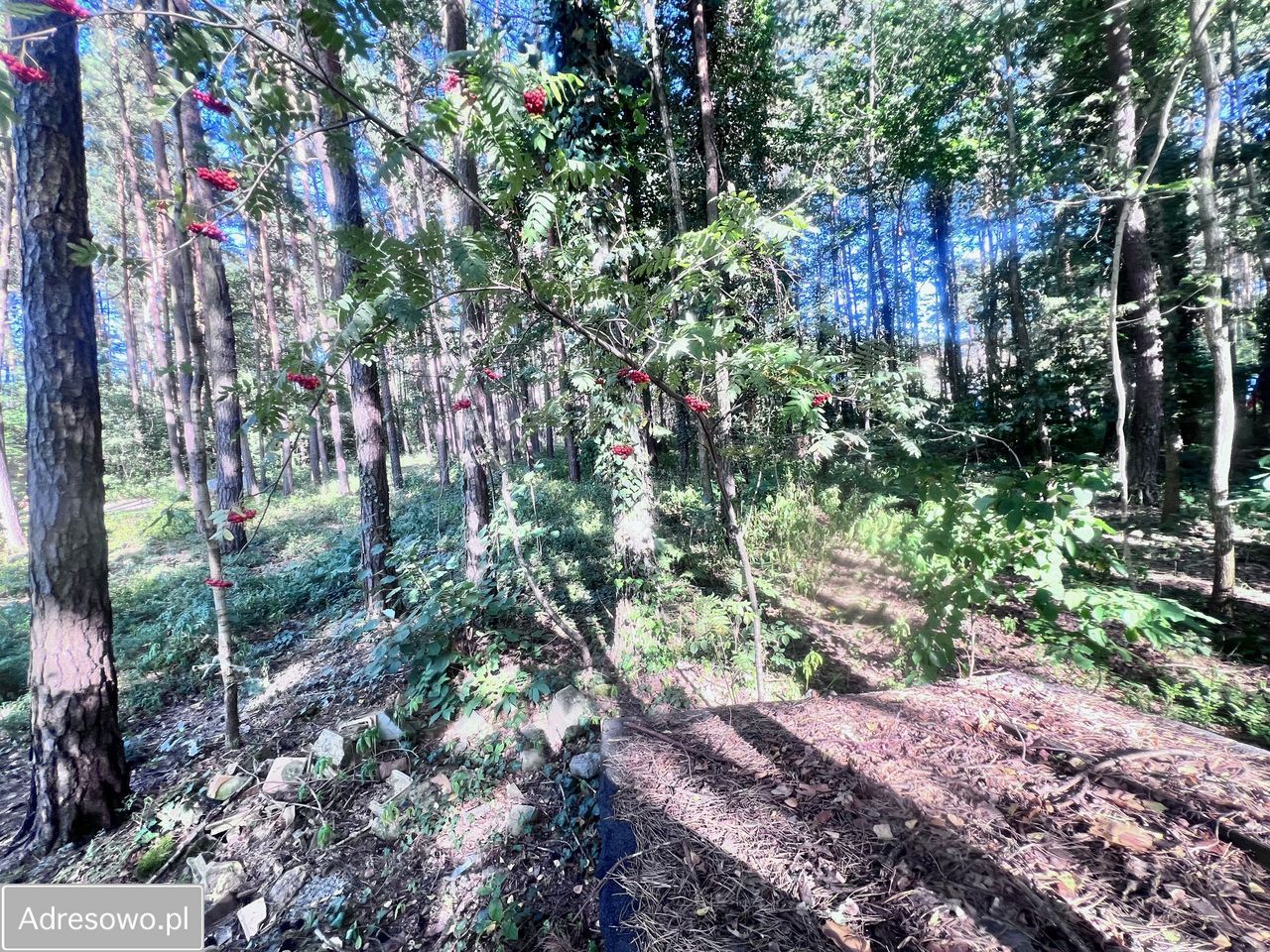 Działka budowlana Żarki-Letnisko, ul. Jodłowa. Zdjęcie 3