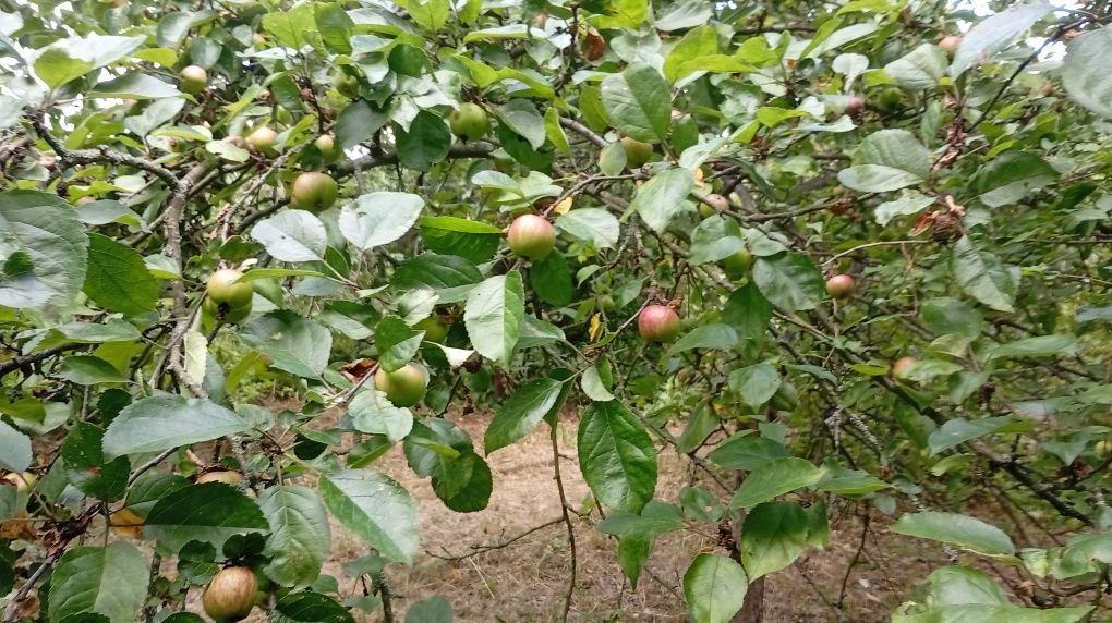 Działka rod Wrocław Zacisze. Zdjęcie 8