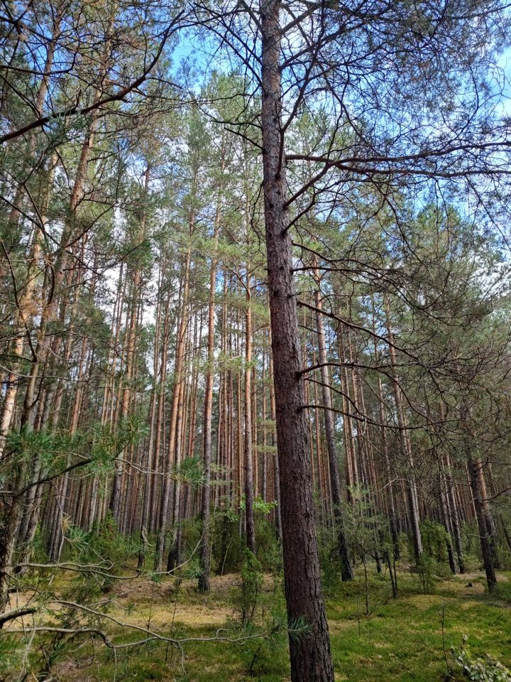 Działka leśna Lipniak-Majorat. Zdjęcie 13