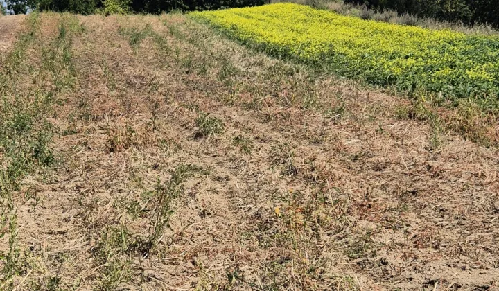 Działka rolna Koniusza