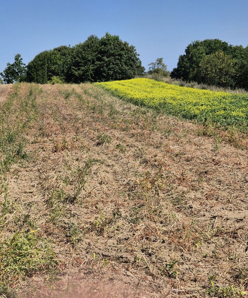 Działka rolna Koniusza