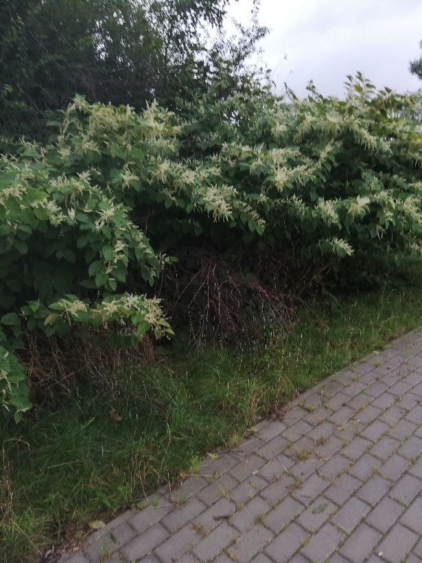 Działka budowlana Siemień, ul. Spacerowa. Zdjęcie 4