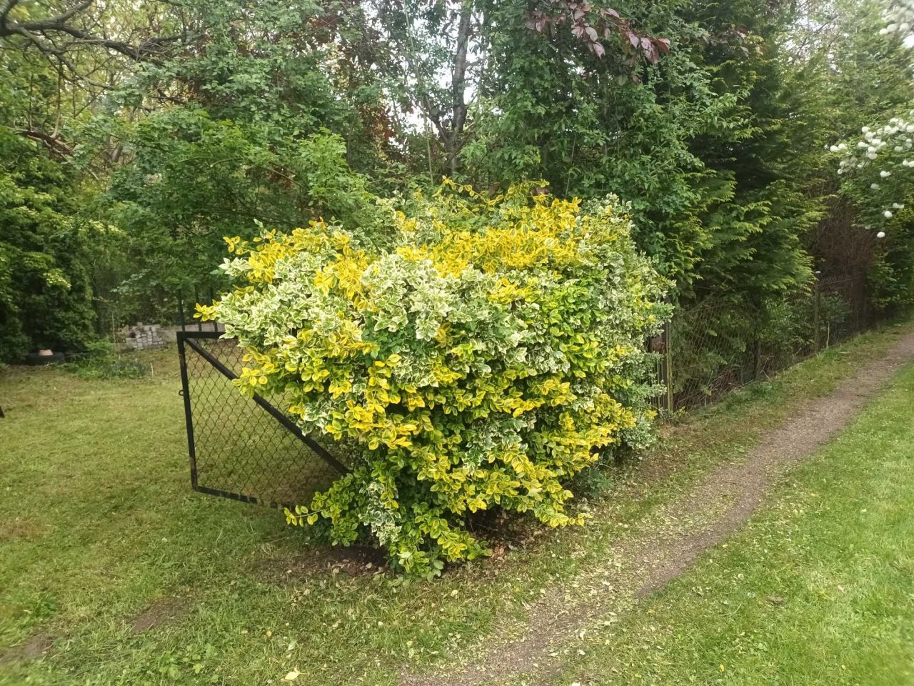 Działka rod Warszawa Mokotów. Zdjęcie 3