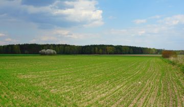 Działka budowlana Modrzew