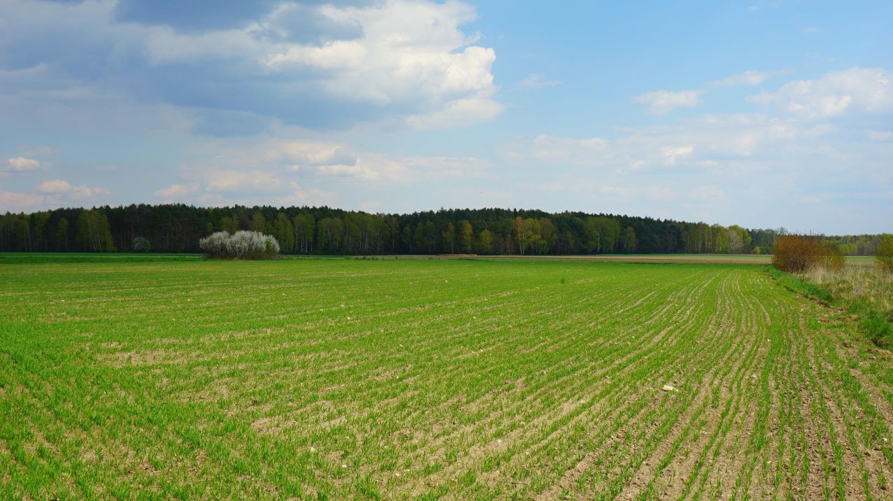 Działka budowlana Modrzew. Zdjęcie 2