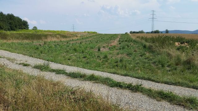 Działka rolna Radwanowice. Zdjęcie 1