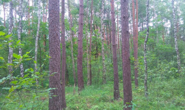 Działka leśna Borowa. Zdjęcie 1