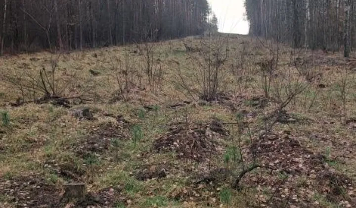 Działka leśna Baraki Chotumskie Rajmundowo