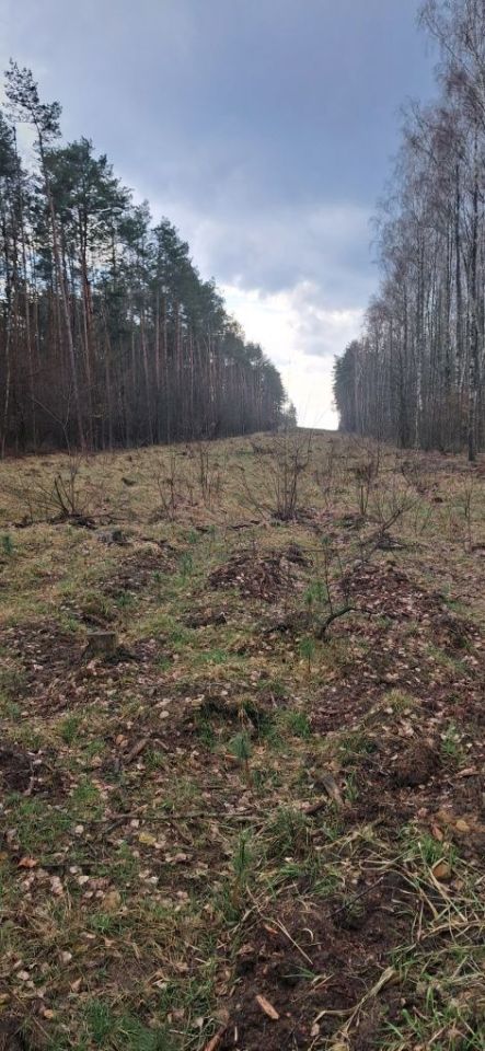 Działka leśna Baraki Chotumskie Rajmundowo