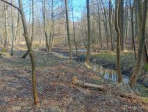 Działka leśna Marklowice. Zdjęcie 3