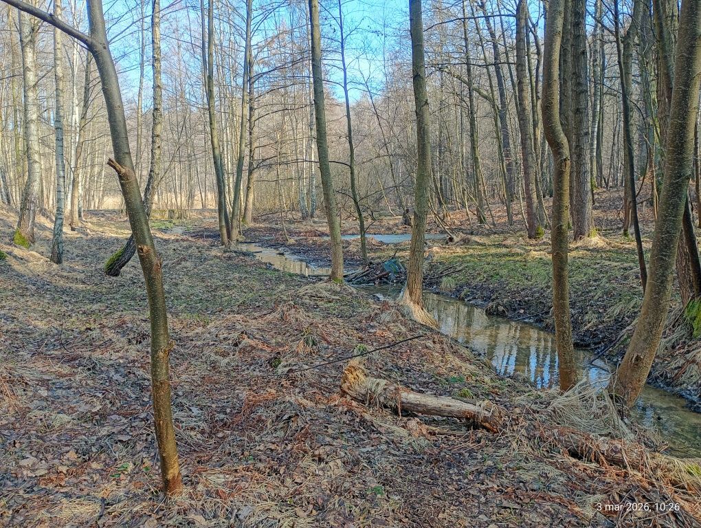 Działka leśna Marklowice. Zdjęcie 4