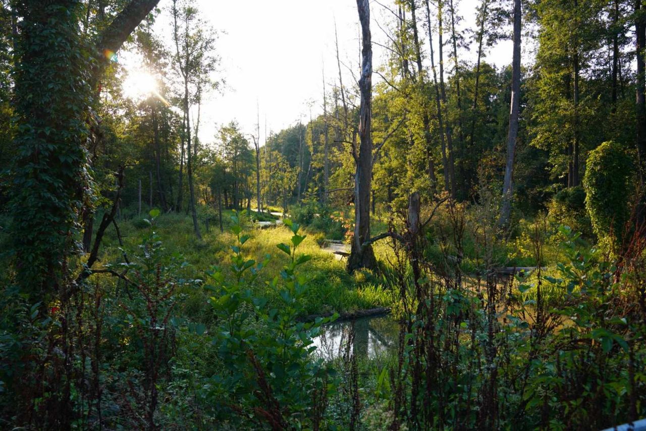 Działka budowlana Cychry. Zdjęcie 18