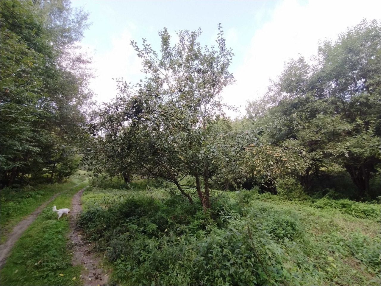 Działka rolna Polany. Zdjęcie 3