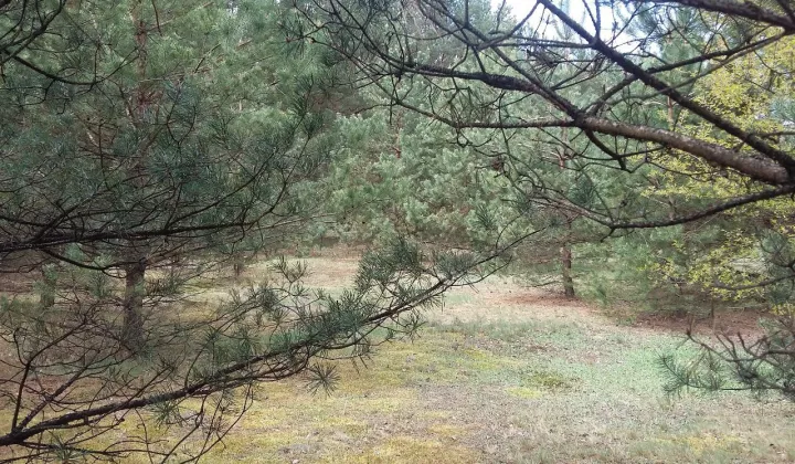 Działka leśna Połoń