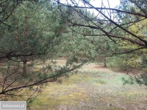 Działka leśna Połoń