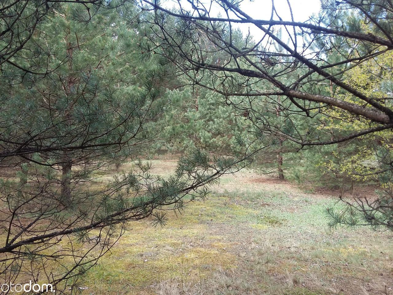 Działka leśna Połoń