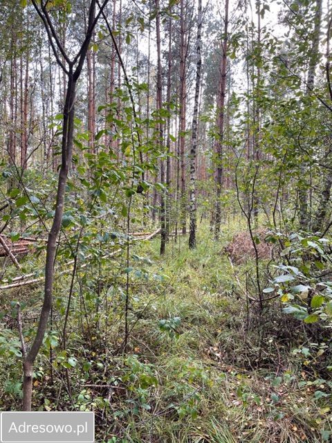 Działka leśna Baczki. Zdjęcie 8