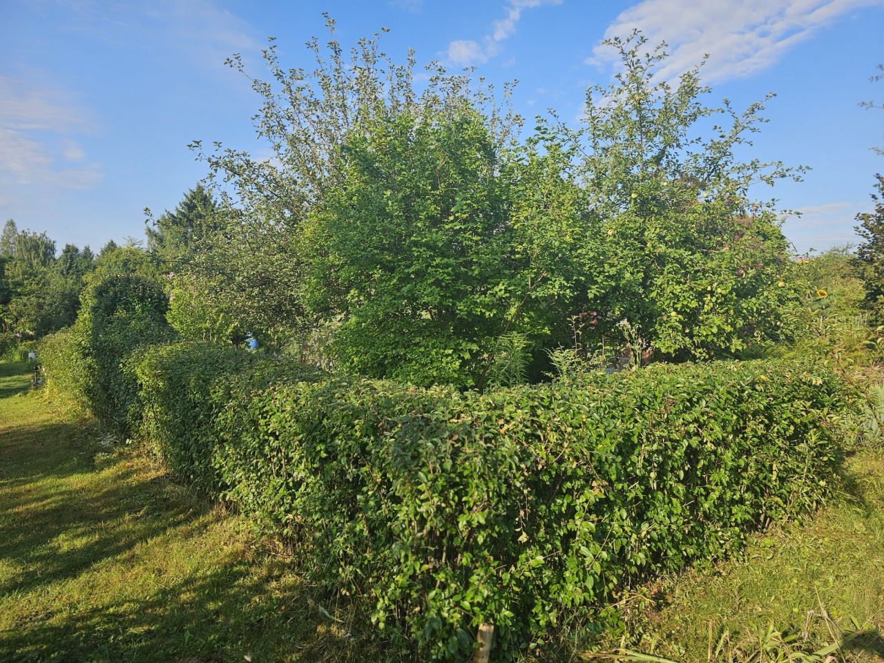 Działka rod Płouszowice. Zdjęcie 6