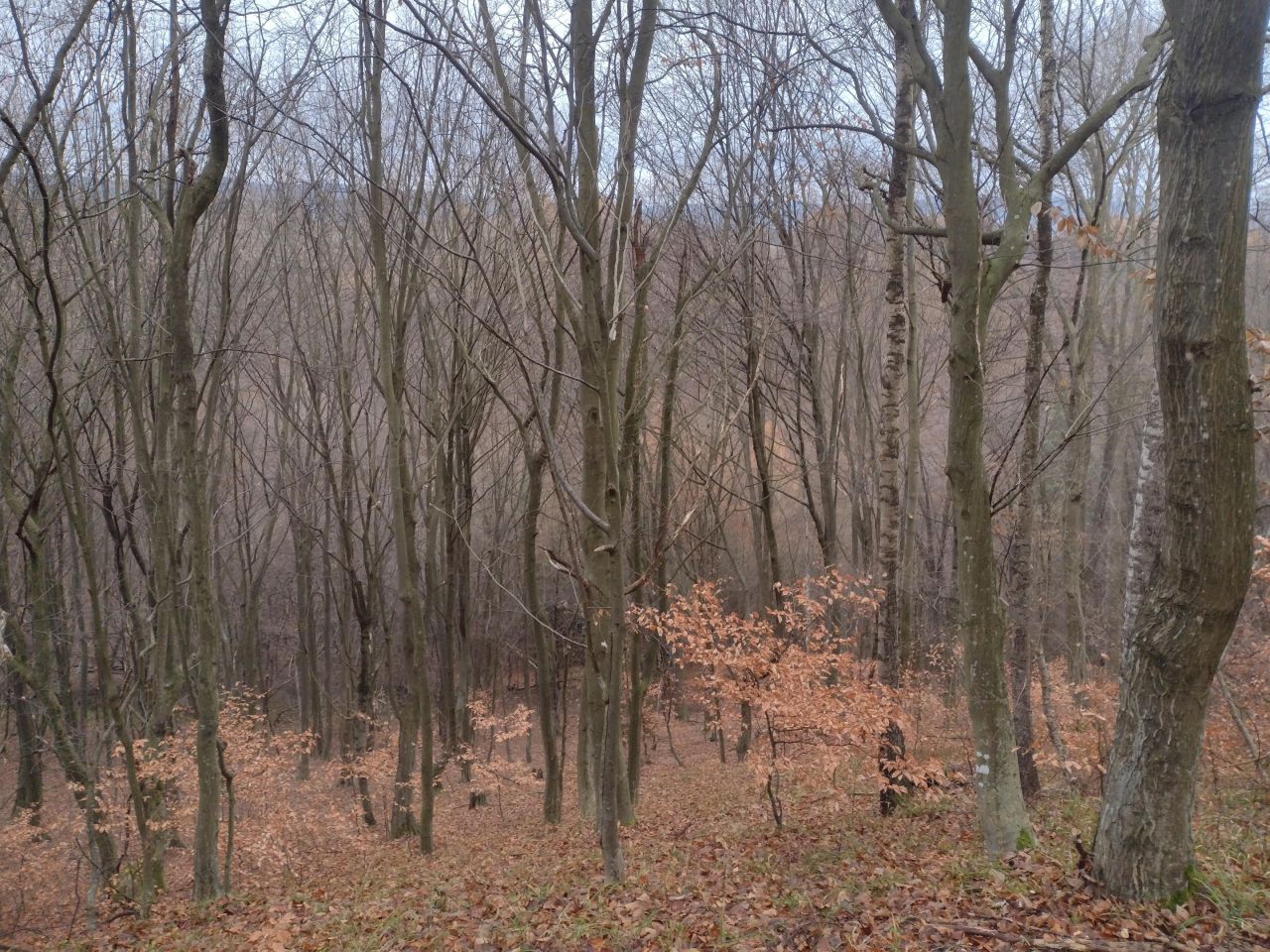 Działka leśna Średnia Wieś. Zdjęcie 4