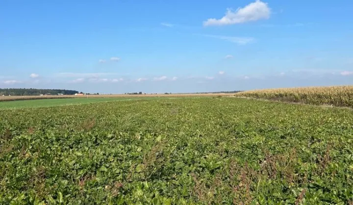 Działka rolna Głogowa