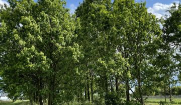 Działka rolna Popów