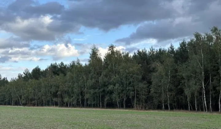 Działka leśna Przykona, ul. Słoneczna