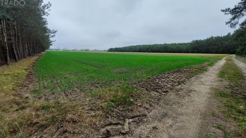 Działka rolna Cichmiana. Zdjęcie 1