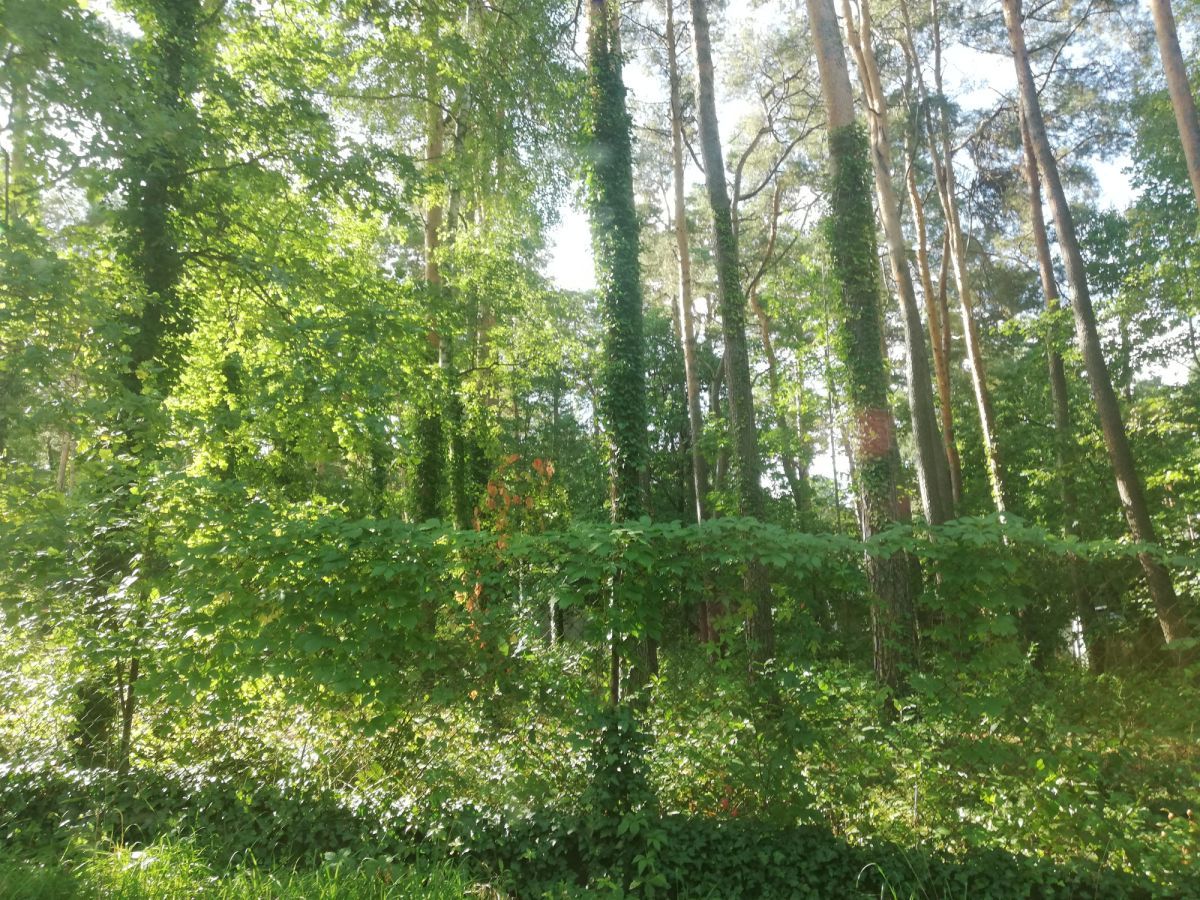 Działka budowlana Magdalenka, ul. Lipowa. Zdjęcie 2
