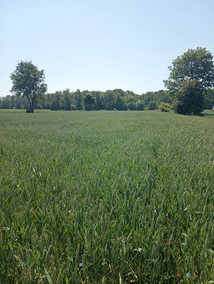 Działka inna Pomocnia. Zdjęcie 2