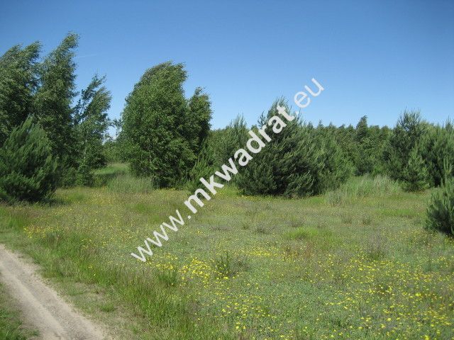 Działka rolna Grzegorzewice. Zdjęcie 3