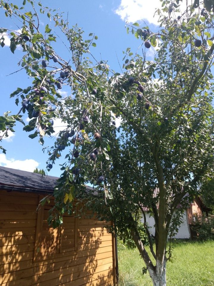 Działka rod Kędzierzyn-Koźle Żabiniec, ul. Gliwicka. Zdjęcie 6