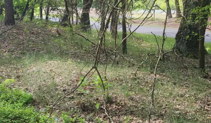 Działka leśna Wypychów