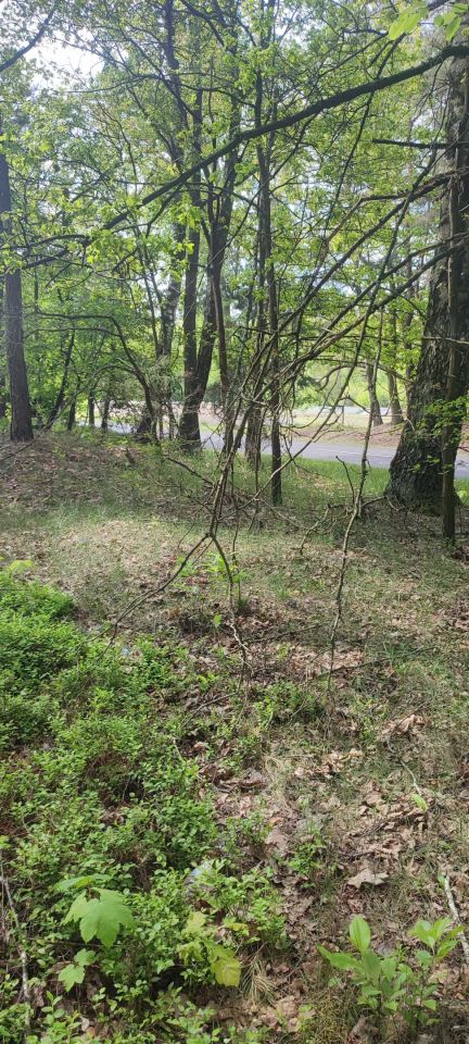 Działka leśna Wypychów. Zdjęcie 1