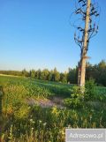 Działka rolno-budowlana Krasne Kosów. Zdjęcie 2