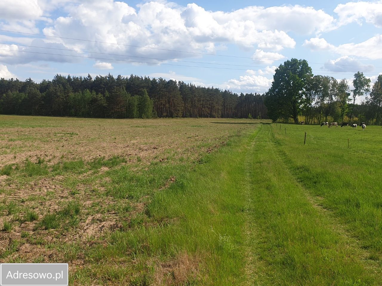 Działka budowlana Zielątkowo. Zdjęcie 2
