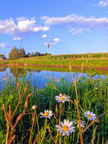 Działka rolno-budowlana Grądy. Zdjęcie 1