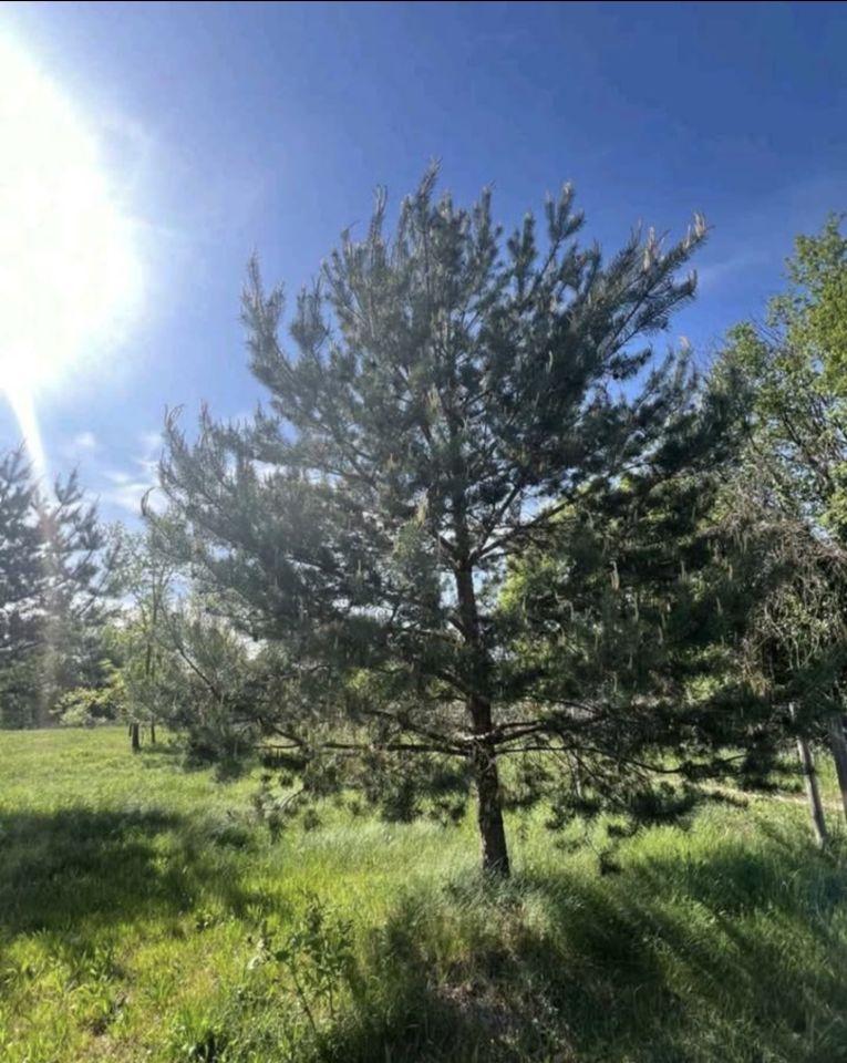 Działka budowlana Żelechów, ul. Letnia. Zdjęcie 6