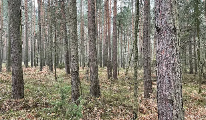 Działka leśna Chorzew