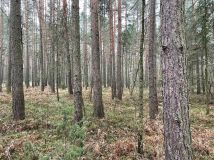 Działka leśna Chorzew