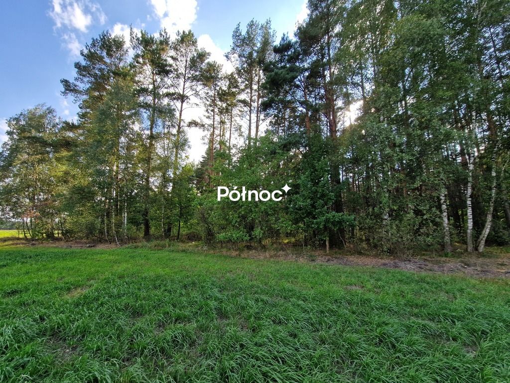 Działka leśna Krynickie. Zdjęcie 4
