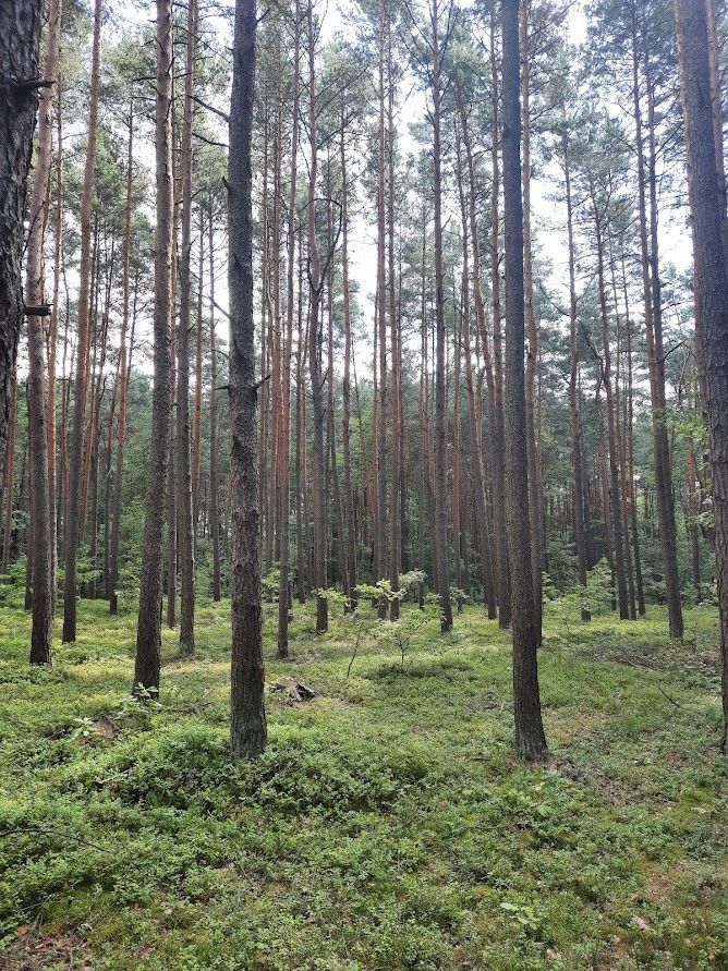 Działka leśna Żarki-Letnisko, ul. Jasna. Zdjęcie 4