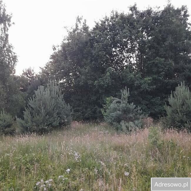 Działka rolna Wólka Domaniowska. Zdjęcie 4