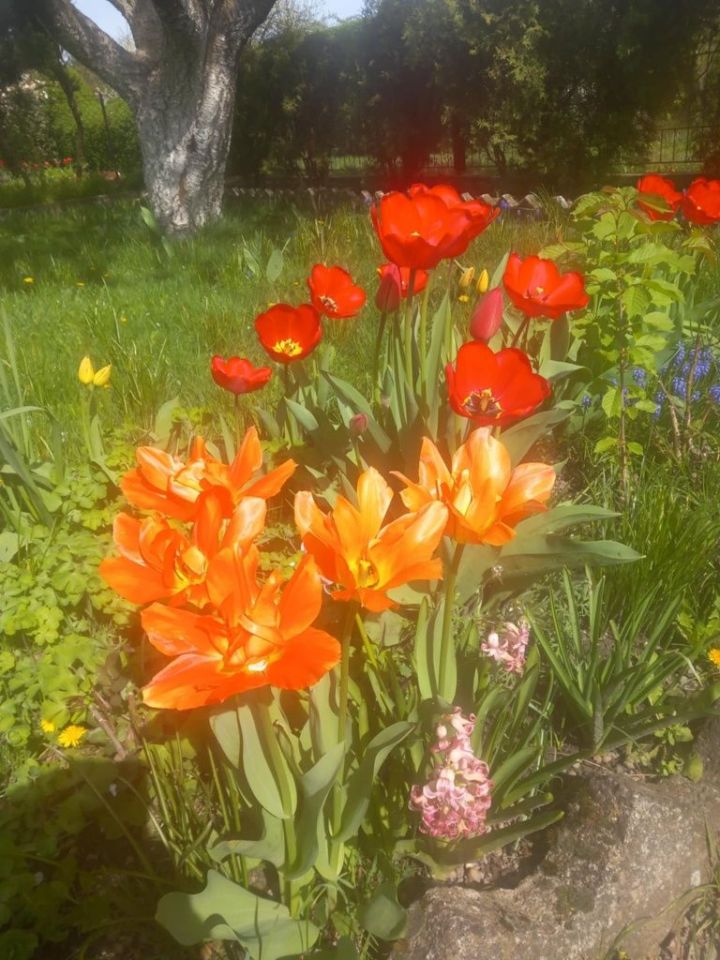 Działka rod Zabrze Rokitnica. Zdjęcie 4